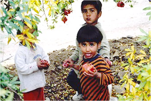 イラン地域に根ざした果物