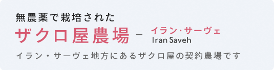 無農薬で栽培されたザクロ屋農場 イラン・サーヴェ地方にあるザクロ屋の契約農場です