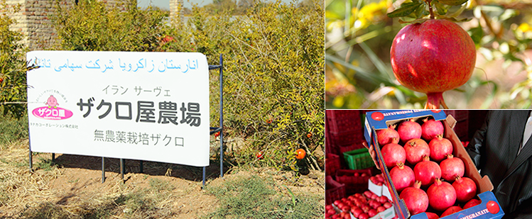 ザクロ屋の契約農場