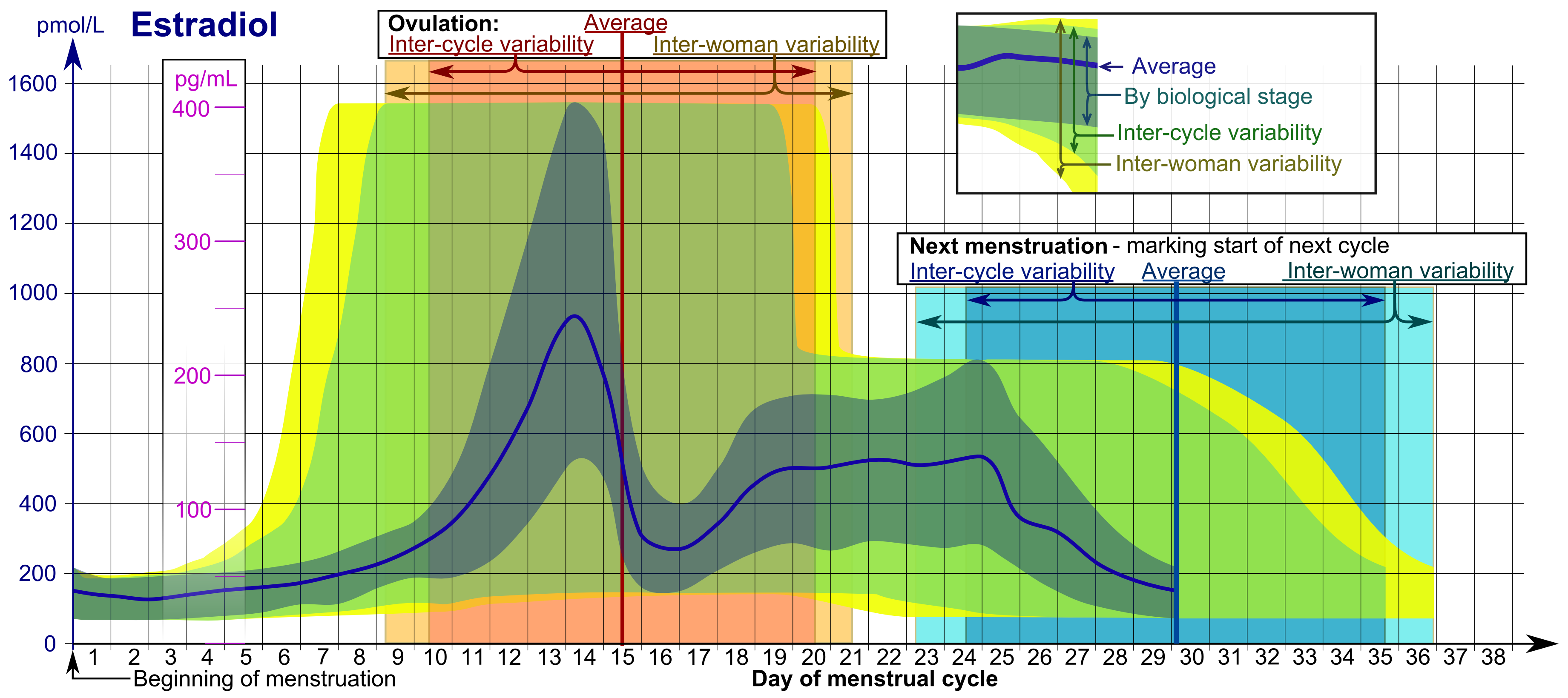 estradiol_during_menstrual_cycle