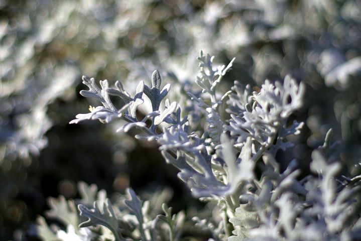 gray-plants-1680817__480