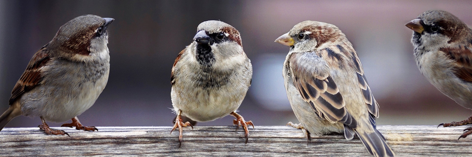 sparrows-2759978_1920