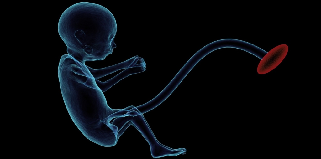 fetus-1788082_1920