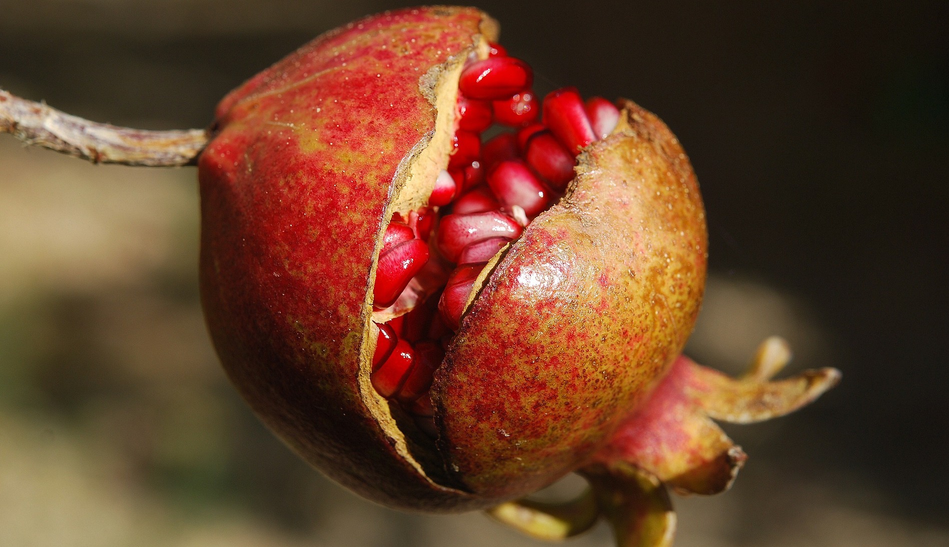 pomegranate-185456_1920-1