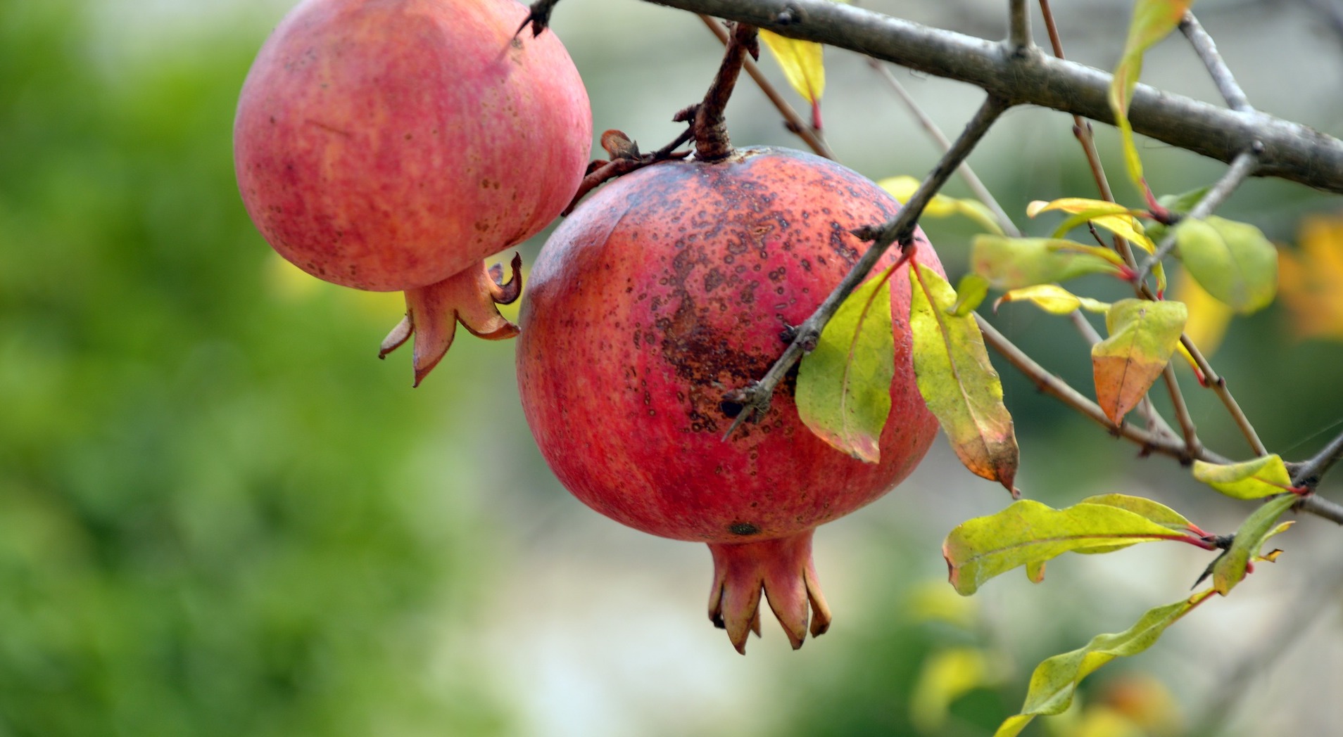 pomegranate-3752112_1920